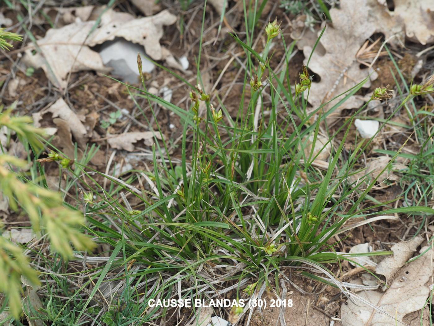 Sedge [of Haller] plant